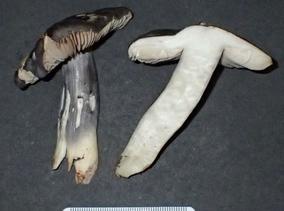 Entoloma madidum K(M) 200839 (c) D.J. Harries 3.jpg