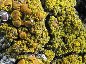 Candelariella vitellina 5