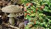 Fungi of Great Britain and Ireland